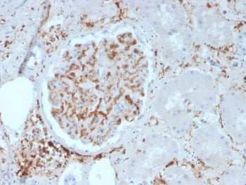 IHC staining of FFPE human kidney with ITGB1 antibody. HIER: boil tissue sections in pH 9 10mM Tris 