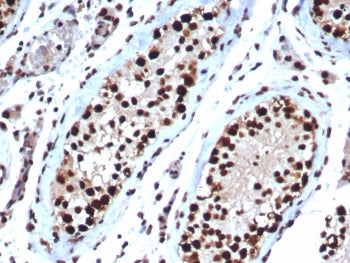 IHC staining of FFPE human testis tissue with HSPA1B antibody (clone HSPA1B/7623). HIER: boil tissue