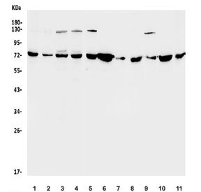 Western blot testing of human 1) HeLa, 2) HepG2, 3) HEK293, 4) Caco-2 and rat 5) brain, 6) kidney, 7