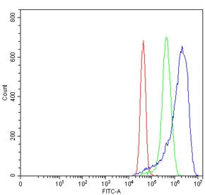 MYH3 Antibody / Myosin 3 / Myosin Heavy Chain 3