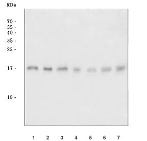 Western blot testing of 1) human PC-3, 2) human HeLa, 3) human HepG2, 4) rat C6, 5) rat PC-12, 6) mo