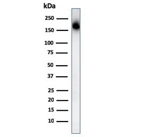 Western blot testing of human spleen lysate with CD45RA antibody. Expected molecular weight: 147-220