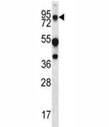 MUC20 Antibody