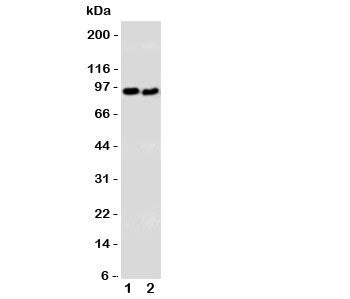 DISC1 Antibody