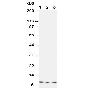 CX3CL1 Antibody