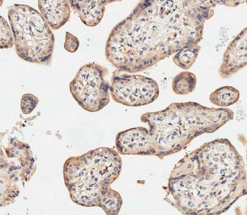 IHC testing of FFPE human placenta tissue with SGPP1 antibody. HIER: steam section in pH9 EDTA for 2