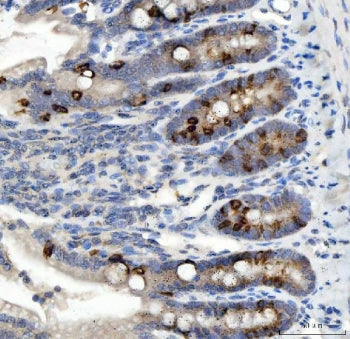 NOX1 Antibody