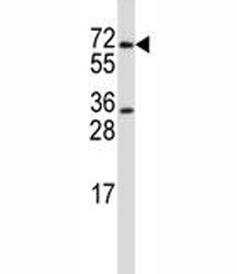 PRMT5 Antibody