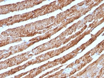 Cytochrome C Antibody