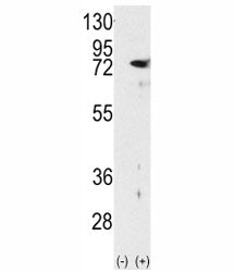 PKC delta Antibody