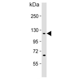 Western blot testing of human HeLa cell lysate with IPO7 antibody. Predicted molecular weight ~120 k