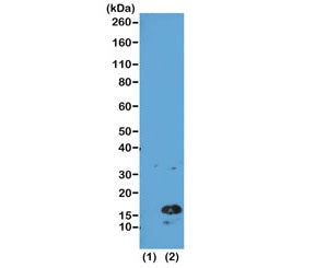H3K4me3 Antibody / Trimethyl Histone H3 Lysine 4