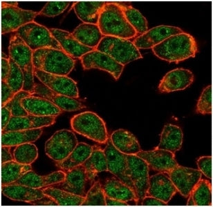 Immunofluorescent staining of human HeLa cells stained using ATF2 antibody (green, clone PCRP-ATF2-1