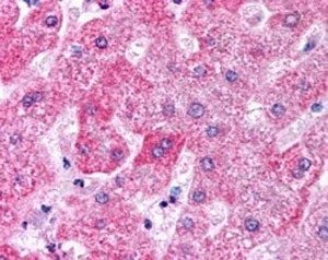 IHC testing of FFPE human liver with APOM antibody at 5ug/ml. HIER: steamed with pH6 citrate buffer,