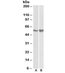 FYN Antibody