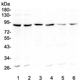 Bcl6 Antibody