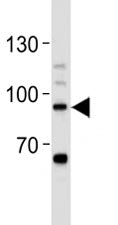 STAT-3 Antibody