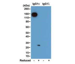 Mouse Kappa Light Chain Antibody