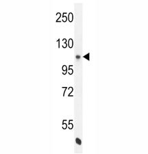 eNos Antibody