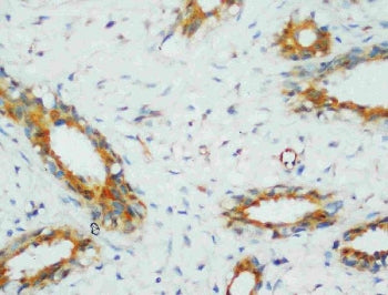 PP2Ac Antibody