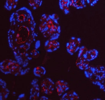 Immunofluorescent staining of FFPE human placental tissue with ApoE antibody (red) and DAPI nuclear 