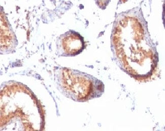 IHC testing of FFPE human testis tissue with PMEL17 antibody (clone MSSG95). HIER: boil tissue secti