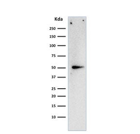 Western blot testing of human HeLa cell lysate with Cyclin A2 antibody. Expected molecular weight ~4