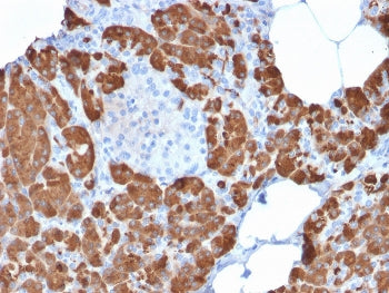 Carboxypeptidase A1 Antibody / CPA1