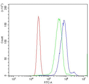 SENP1 Antibody