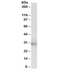CLIC1 Antibody