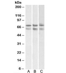 GNL3 Antibody