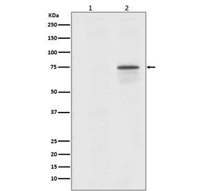Phospho-Raf1 Antibody / c-Raf (pS259)