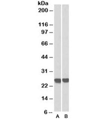 GRB2 Antibody [Biotin Conjugate]