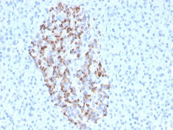 IHC staining of FFPE human pancreas with recombinant Chromogranin A antibody (clone CHGA/4544R). HIE