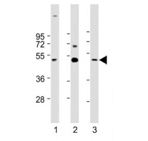 CX3CL1 Antibody (Center Region)