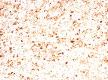 IHC staining of FFPE human spleen tissue with MPO antibody (clone rMPO/8694). HIER: boil tissue sect