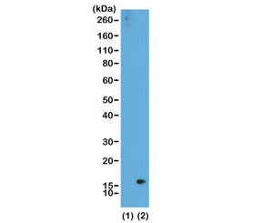 H3K36me2 Antibody / Dimethyl Histone H3 Lysine 36
