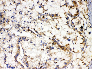 APOL1 Antibody / Apolipoprotein L1