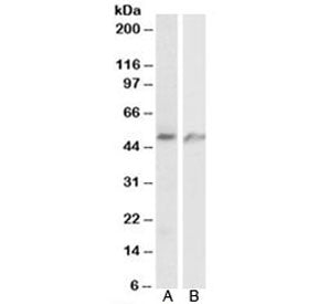 ECSM2 Antibody