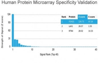 FOXQ1 Antibody