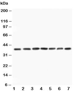 MEK3 Antibody