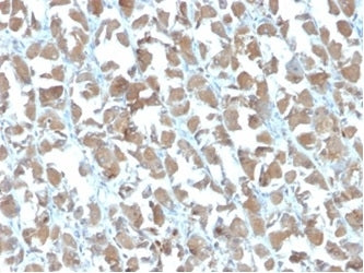 MICA Antibody