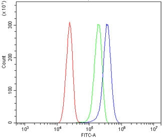 WNT5B Antibody