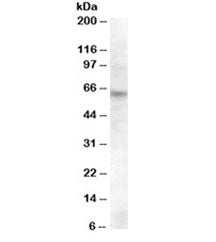 RPE65 Antibody