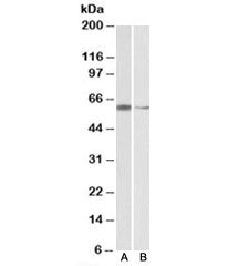 ARIH2 Antibody