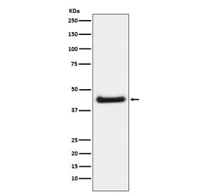 Western blot testing of lysate from Anisomycin-treated mouse NIH3T3 cells, with phospho-c-Jun antibo