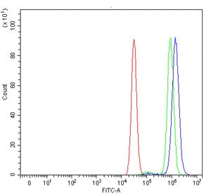p70 S6 Kinase alpha Antibody / RPS6KB1