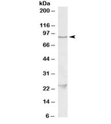 TBK1 Antibody