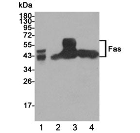 Fas Antibody / CD95