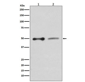 NHERF1 Antibody / SLC9A3R1